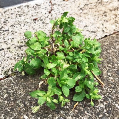 雑草